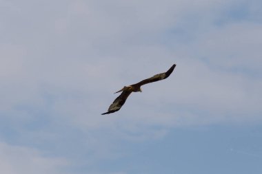 Haziran ayında Güney Almanya çok güneşli bir günde uçurtma kadar yüksek mavi yaz gökyüzünde görmek