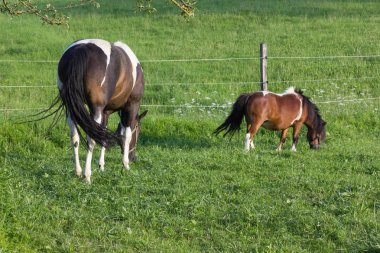 daha önce ufuk mavi gökyüzü ve bulutlar ile büyük ve küçük atlar çim bir güneşli yaz akşamı Güney Almanya'da yiyorsun