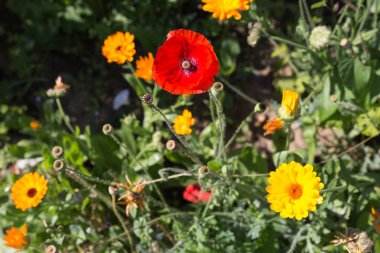 Sen görmek detayları ve yazlık ülke çiftlik evinin Bahçe ambiyans çiçeklenir renkleri harika turuncu kırmızı ve pembe ve mavi renkler ile Haziran ayında Güney Almanya çok güneşli bir günde
