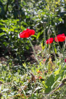 Sen görmek detayları ve yazlık ülke çiftlik evinin Bahçe ambiyans çiçeklenir renkleri harika turuncu kırmızı ve pembe ve mavi renkler ile Haziran ayında Güney Almanya çok güneşli bir günde