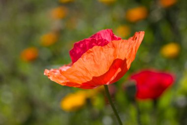 çok güneşli Güney Almanya'da Temmuzda ayrıntıları ve renkleri yazlık ülke çiçek çiftlik evi Bahçe ambiyans Güney gökyüzünün kırmızı ve pembe ve mavi renk ile dolu görmek