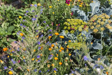 Sen görmek detayları ve yazlık ülke çiçek çiftlik evinin Bahçe ambiyans içinde renklerle harika turuncu kırmızı ve pembe ve mavi renkler çok güneşli Güney Almanya'da Temmuzda