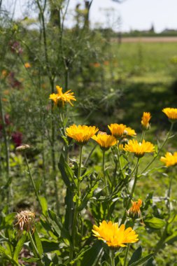Sen görmek detayları ve yazlık ülke çiftlik evinin Bahçe ambiyans çiçeklenir renkleri harika turuncu kırmızı ve pembe ve mavi renkler ile Haziran ayında Güney Almanya çok güneşli bir günde