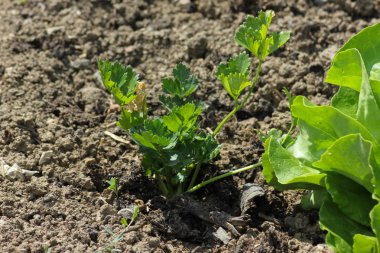 Haziran ayında Güney Almanya çok güneşli bir günde salata ve kırsal kesimde açık kahverengi dünya üzerindeki çiçekler gibi yeşil bitkiler görmek