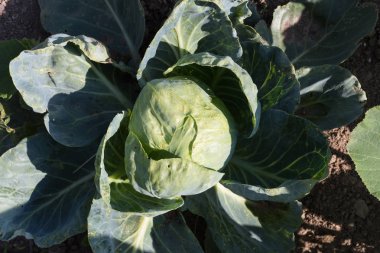 Haziran ayında Güney Almanya çok güneşli bir günde ayrıntıları ve sebze ve salata gibi yeşil bitkilerin renkleri görmek