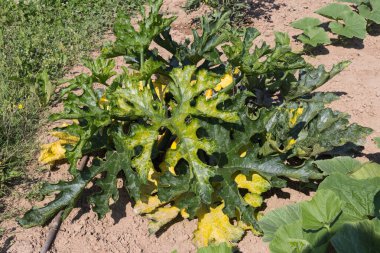 Haziran ayında Güney Almanya çok güneşli bir günde ayrıntıları ve sebze ve salata gibi yeşil bitkilerin renkleri görmek