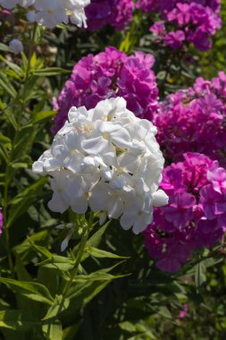 Sen görmek detayları ve tek closeup yazlık ülke çiçek çiftlik evinin Bahçe ambiyans içinde renklerle harika turuncu kırmızı ve pembe ve mavi renkler çok güneşli Güney Almanya'da Temmuzda