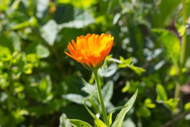 Sen görmek detayları ve yazlık ülke çiçek çiftlik evinin Bahçe ambiyans içinde renk sarı turuncu kırmızı ve pembe ve mavi renkleri ile Haziran ayında Güney Almanya çok güneşli bir günde
