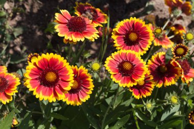 Sen görmek detayları ve yazlık ülke çiftlik evinin Bahçe ambiyans çiçeklenir renkleri harika turuncu kırmızı ve pembe ve mavi renkler ile Haziran ayında Güney Almanya çok güneşli bir günde