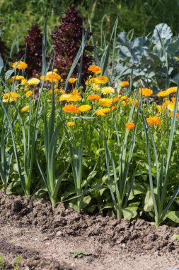 Güney Almanya Münih şehri yakınlarında ve stuttgart Temmuz güneşli bir bir yazlık bahçesinde meyve bitkiler