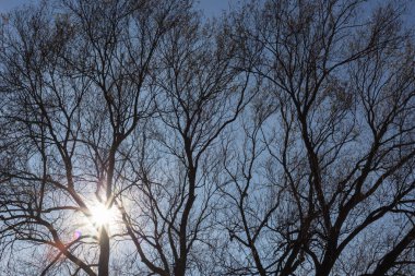 ağaçların dalları ve onlara çilek Münih şehir ve stuttgart yakınındaki mavi gökyüzü parlak güneş parlar ne zaman sonbahar Kasım peyzaj