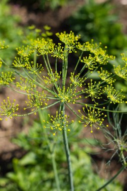 Sen görmek detayları ve çiftlik evinin Bahçe ambiente yazlık ülke çiçek renkleri harika turuncu kırmızı ve pembe ve mavi renkler ile Haziran ayında Güney Almanya çok güneşli bir günde