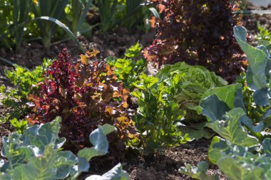 Güney Almanya Münih şehri yakınlarında ve stuttgart Temmuz güneşli bir bir yazlık bahçesinde meyve bitkiler