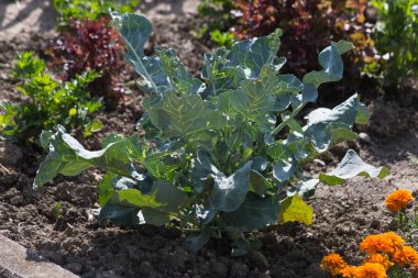 Güney Almanya Münih şehri yakınlarında ve stuttgart Temmuz güneşli bir bir yazlık bahçesinde meyve bitkiler