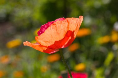 çok güneşli Güney Almanya'da Temmuzda ayrıntıları ve renkleri yazlık ülke çiçek çiftlik evi Bahçe ambiyans Güney gökyüzünün kırmızı ve pembe ve mavi renk ile dolu görmek