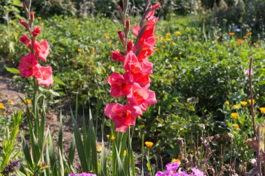Sen görmek detayları ve tek closeup yazlık ülke çiçek çiftlik evinin Bahçe ambiyans içinde renklerle harika turuncu kırmızı ve pembe ve mavi renkler çok güneşli Güney Almanya'da Temmuzda