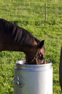 daha önce ufuk mavi gökyüzü ve bulutlar ile büyük ve küçük atlar çim bir güneşli yaz akşamı Güney Almanya'da yiyorsun