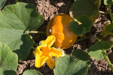 Haziran ayında Güney Almanya çok güneşli bir günde ayrıntıları ve sebze ve salata gibi yeşil bitkilerin renkleri görmek