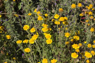 Sen görmek detayları ve çiftlik evinin Bahçe ambiente yazlık ülke çiçek renkleri harika turuncu kırmızı ve pembe ve mavi renkler ile Haziran ayında Güney Almanya çok güneşli bir günde