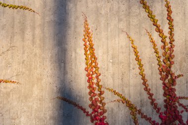 Ivy sonbahar yaprakları Güney Almanya'nın tarihi şehir içinde beton duvara Ekim ayında sonbahar sezonu akşam güneş parlıyor