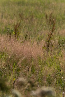 Haziran ayında Güney Almanya çok güneşli bir günde gül ve pembe mor colord çim alan Mısır arka planda önce ayrıntılı görmek