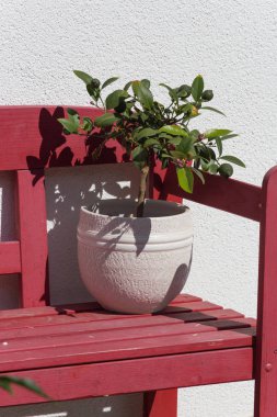 Haziran ayında Güney Almanya çok güneşli bir günde ayrıntıları ve yazlık ülke ev ön kapı ile bahçe sulama kutuları ve mum çıkartmalar gibi için vintage dekorasyon renkleri görmek