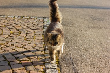 çiftlik evinde yaz öğleden sonra Güney Almanya'da önce kahverengi kedi