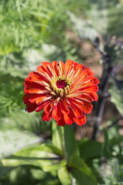 Sen görmek detayları ve yazlık ülke çiftlik evinin Bahçe ambiyans çiçeklenir renkleri harika turuncu kırmızı ve pembe ve mavi renkler ile Haziran ayında Güney Almanya çok güneşli bir günde