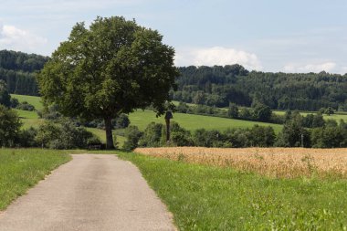 Temmuz yaz sıcağında güneye Alman kırsal kırsal Mısır tarlasında