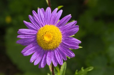 Sen görmek detayları ve yazlık ülke çiftlik evinin Bahçe ambiyans çiçeklenir renkleri harika turuncu kırmızı ve pembe ve mavi renkler ile Haziran ayında Güney Almanya çok güneşli bir günde