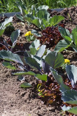 Haziran ayında Güney Almanya çok güneşli bir günde gördüğünüz sebze ve salata ve kırsal kesimde açık dünya üzerindeki çiçekler