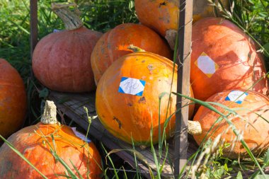 Alman mektupları OUTLILSSHOLVE yeşil çim üzerinde ve sonbahar renk üzerinde ödeme olarak kabak pancar pırasa havuç ve gri göğüs gibi sebzeler itme sepeti kiosk en küçük yerel pazarda çok güneşli Eylül ayında Güney Almanya kahverengi demir raf ile dolu 