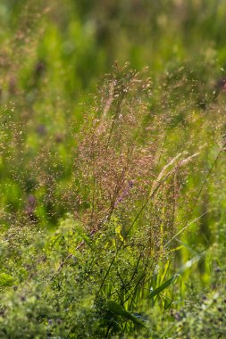 Haziran ayında Güney Almanya çok güneşli bir günde gül ve pembe mor colord çim alan Mısır arka planda önce ayrıntılı görmek