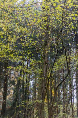 sisli sonbahar ağaçlar ve Münih ve stuttgart şehirlere yakın yeşil çim ve inidan yaz renkleri ile Güney Alman kırsal yapraklarda