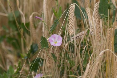 Haziran ayında Güney Almanya çok güneşli bir günde buğday bitki ve mısır tarlası zemin üzerine mavi çiçek çiçekler ayrıntılarını görmek
