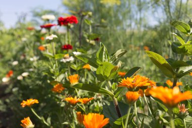 Sen görmek detayları ve yazlık ülke çiftlik evinin Bahçe ambiyans çiçeklenir renkleri harika turuncu kırmızı ve pembe ve mavi renkler ile Haziran ayında Güney Almanya çok güneşli bir günde