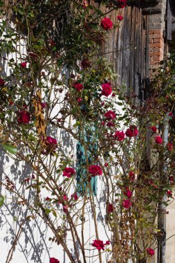 Açık mavi gökyüzü ve sıcak bir gün ile Güney Alman kırsal pastırma yazı Ekim ay üzerinde gül bahçesi ile çatı çiftlik evi