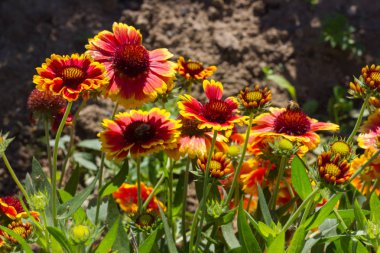 Sen görmek detayları ve çiftlik evinin Bahçe ambiente yazlık ülke çiçek renkleri harika turuncu kırmızı ve pembe ve mavi renkler ile Haziran ayında Güney Almanya çok güneşli bir günde