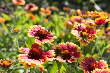 Sen görmek detayları ve yazlık ülke çiftlik evinin Bahçe ambiyans çiçeklenir renkleri harika turuncu kırmızı ve pembe ve mavi renkler ile Haziran ayında Güney Almanya çok güneşli bir günde