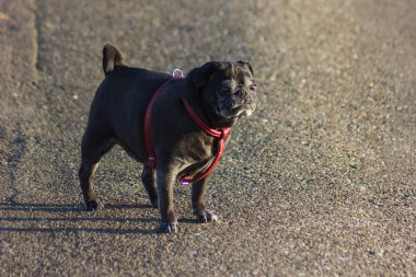 bir yol üzerinde yeşil city stuttgart yakınındaki Güney Alman kırsal alana yanında güneşli Eylül akşam walk, adlandırılmış adelheid siyah renk pug mops
