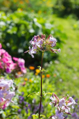 Sen görmek detayları ve yazlık ülke çiçek çiftlik evinin Bahçe ambiyans içinde renk sarı turuncu kırmızı ve pembe ve mavi renkleri ile Haziran ayında Güney Almanya çok güneşli bir günde