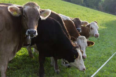Bavyera tarzı inek yeşil alan ve Güney Almanya Münih ve stuttgart yakınındaki kırsal kırsal mavi gökyüzünde