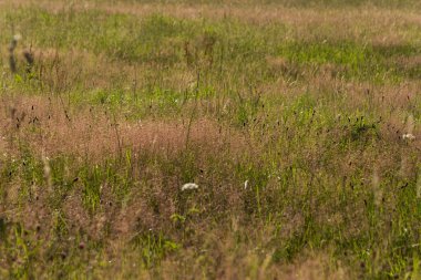 Haziran ayında Güney Almanya çok güneşli bir günde gül ve pembe mor colord çim alan Mısır arka planda önce ayrıntılı görmek