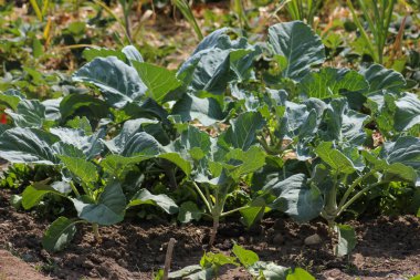 Haziran ayında Güney Almanya çok güneşli bir günde salata ve kırsal kesimde açık kahverengi dünya üzerindeki çiçekler gibi yeşil bitkiler görmek