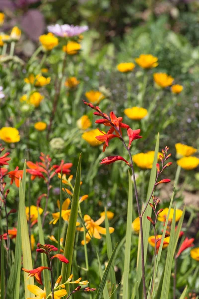 在一个非常阳光明媚的日子在6月在德国南部 你会看到细节和颜色的山寨乡村花在花园的氛围农舍与伟大的橙色红色 粉红色和蓝色的颜色 — 图库照片