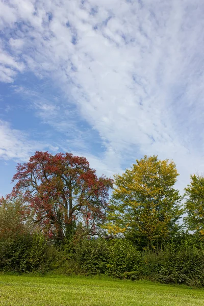 Yapraklar Ağaçlar Üzerinde Bir Bikeway Stuttgart Şehir Münih Yakınındaki Güney — Stok fotoğraf