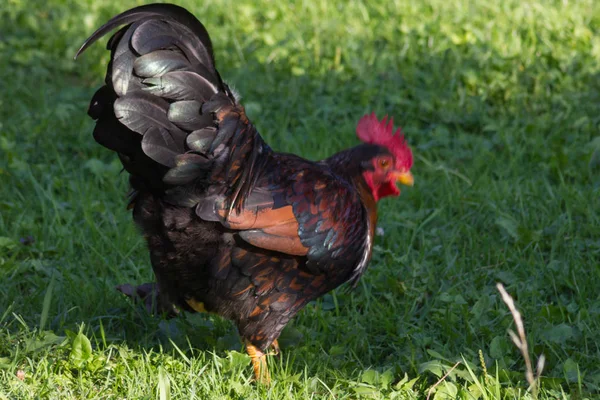 Een Zeer Zonnige Dag Juli Zuid Duitsland Zie Kippen Mannelijke — Stockfoto