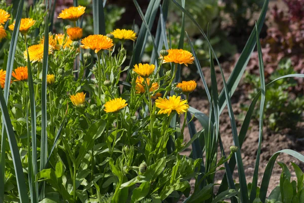 7月夏季阳光明媚的日子里 在德国南部的慕尼黑和斯图加特附近的小屋花园里有鲜花 — 图库照片