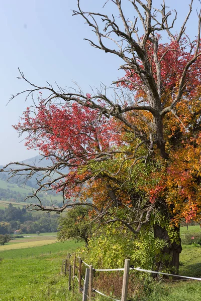 Eylül Ayında Stuttgart Şehir Yakın Alanda Kırsal Kırsalında Sonbahar Renkli — Stok fotoğraf