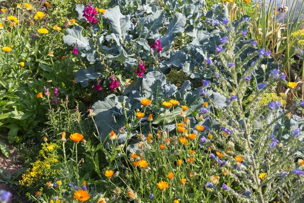 在一个非常阳光明媚的日子7月在德国南部 你会看到细节和颜色的山寨乡村花在花园的氛围农舍与伟大的橙色红色 粉红色和蓝色的颜色 — 图库照片
